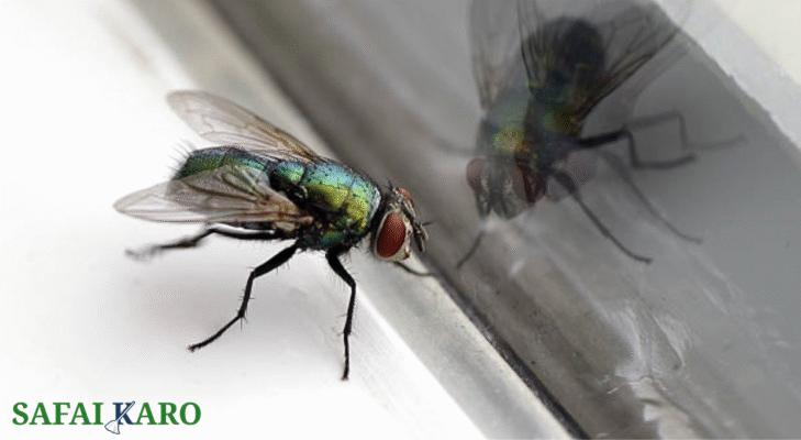 How to Get Rid of House Flies